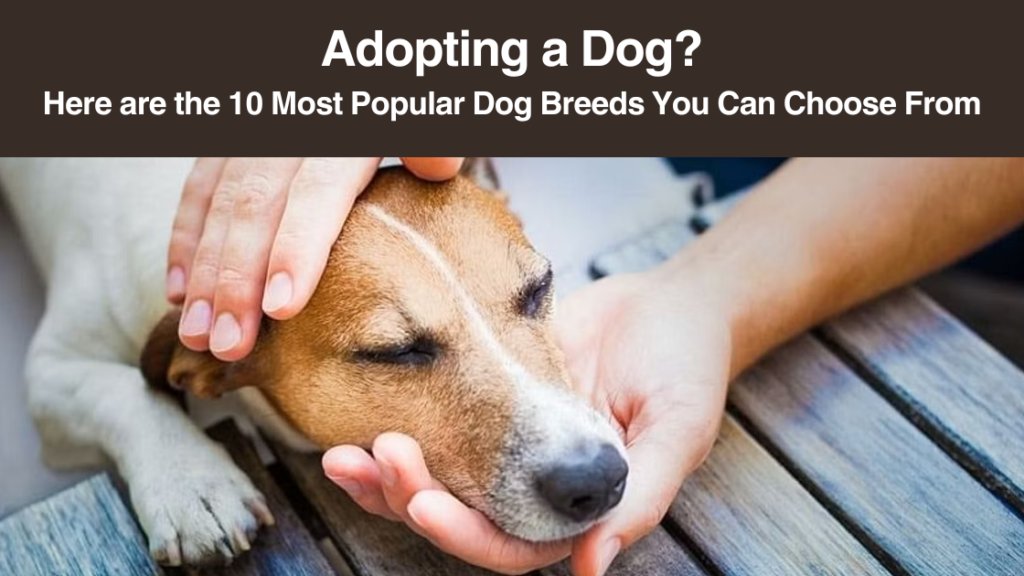 Adopting a Dog? Here are the 10 Most Popular Dog Breeds You Can Choose From