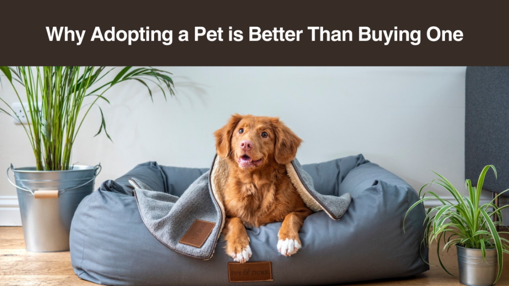 why-adoption-a-pet-is-Better-than-Buying-One