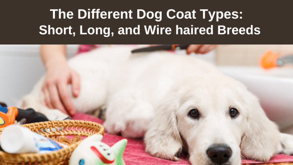 Different coat types of dogs