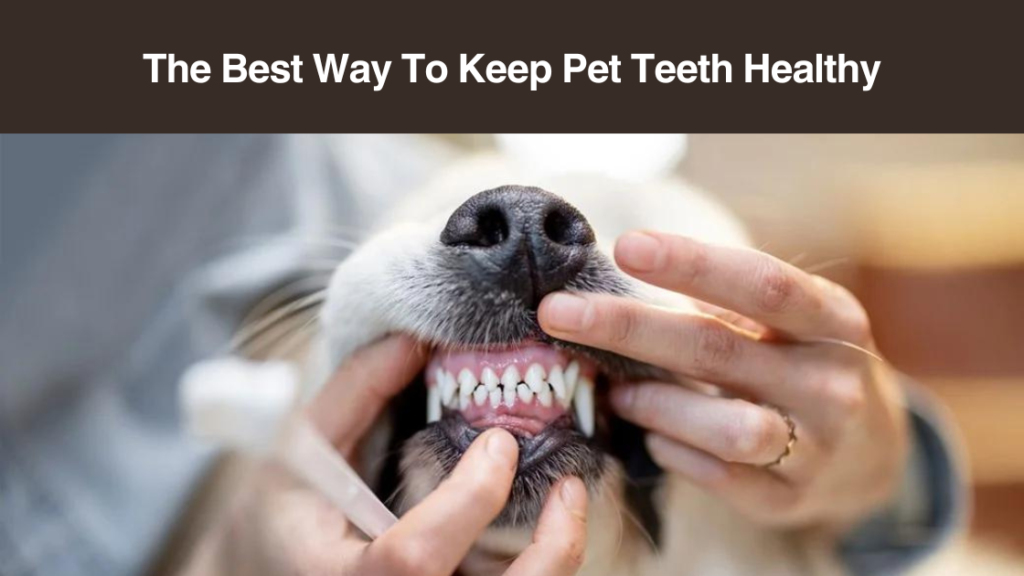 the best way to keep pet teeth healthy
