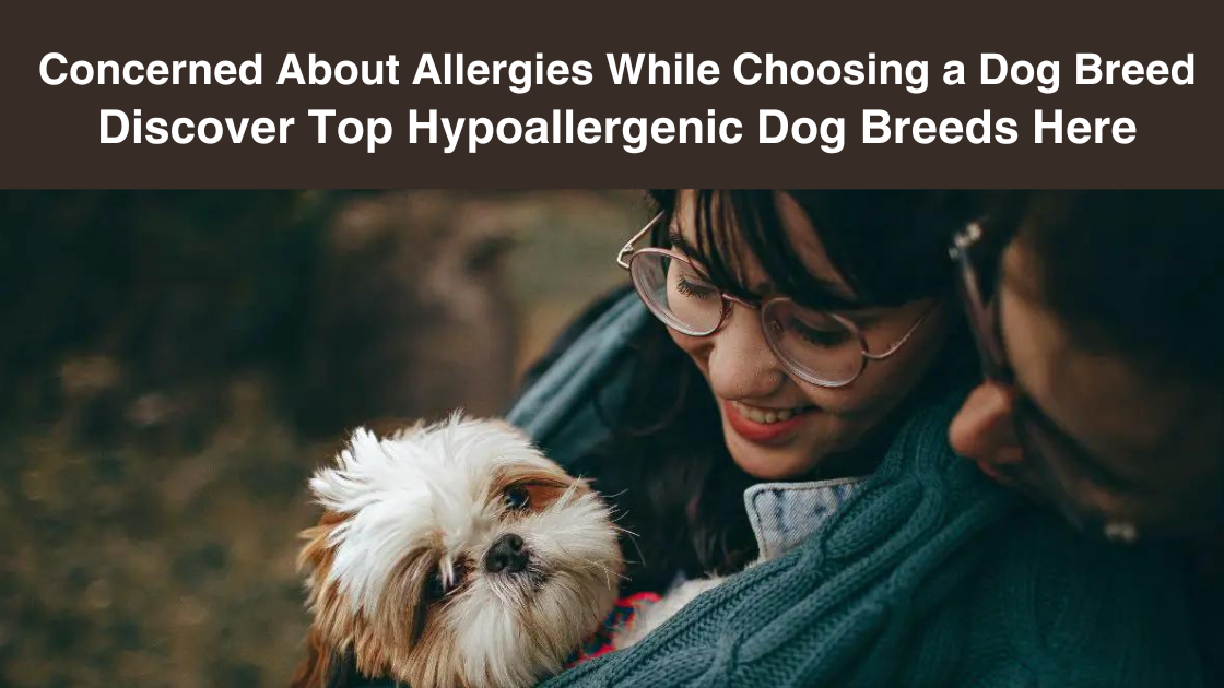 Concerned about allergies choose a dog breed discover top hypoallergic dog breed here