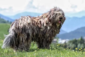 Bergamasco