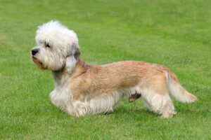 The Dandie Dinmont Terrier