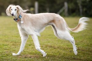 The Saluki