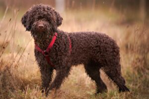 The Lagotto Romagnolo