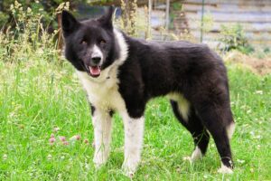 The Karelian Bear Dog