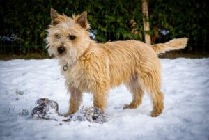 small-dog-breeds-hypoallergenic