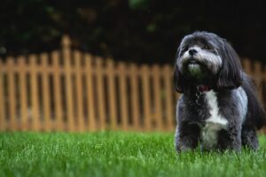 small-dog-breeds-hypoallergenic