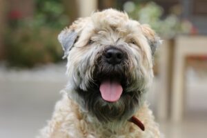 small-dog-breeds-hypoallergenic