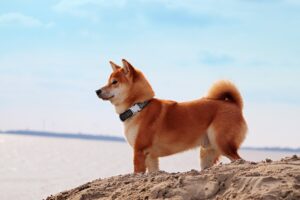 small-dog-breeds-hypoallergenic