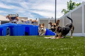 dog daycare 