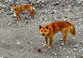 The New Guinea Singing Dog