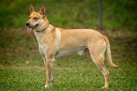 The Carolina Dog