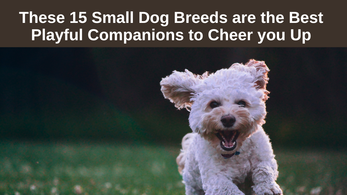 15 Small Dog Breeds