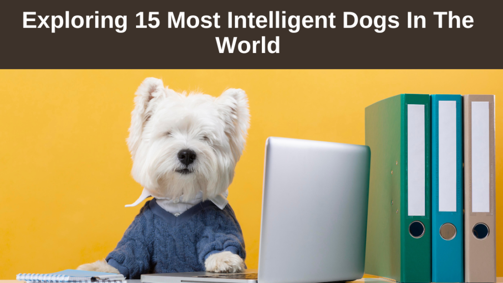 15 Intelligent Dog Breeds