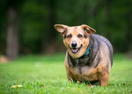 Managing obesity in dogs 