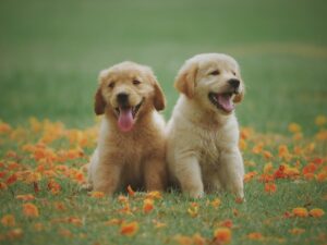 puppy labrador retriever