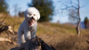 small-dog-breeds-hypoallergenic