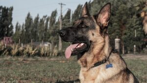 large-non-shedding-dogs