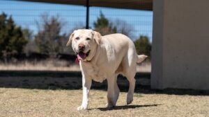 large-non-shedding-dogs