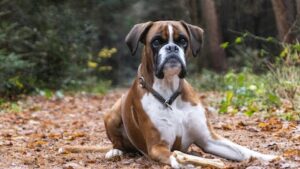 large-non-shedding-dogs