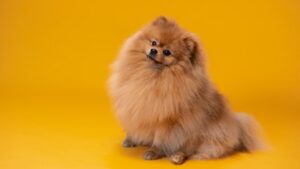 obedient-small-dog-breeds