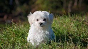 small-dog-breeds-hypoallergenic