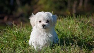 obedient-small-dog-breeds