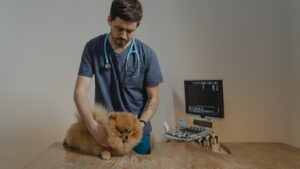 dental health for pets