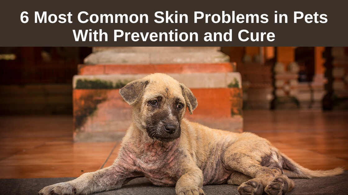 6-Most-Common-Skin-Problems-in-Pets-With-Prevention-and-Cure