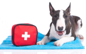 First-Aid-Dog