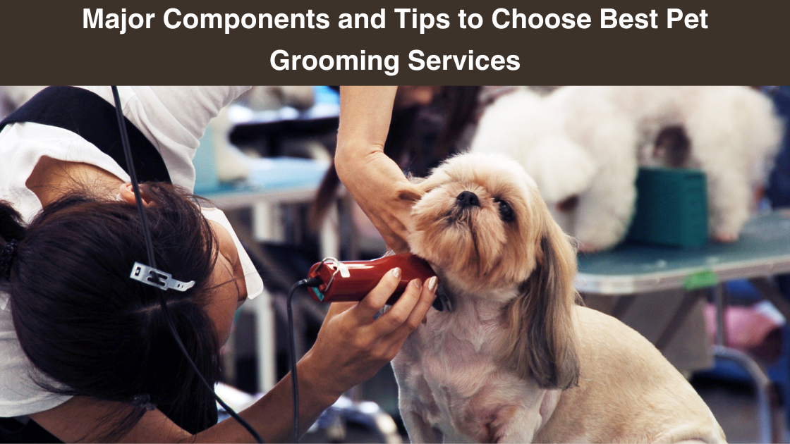 Components-and-Tips-to-Choose-Grooming-Services