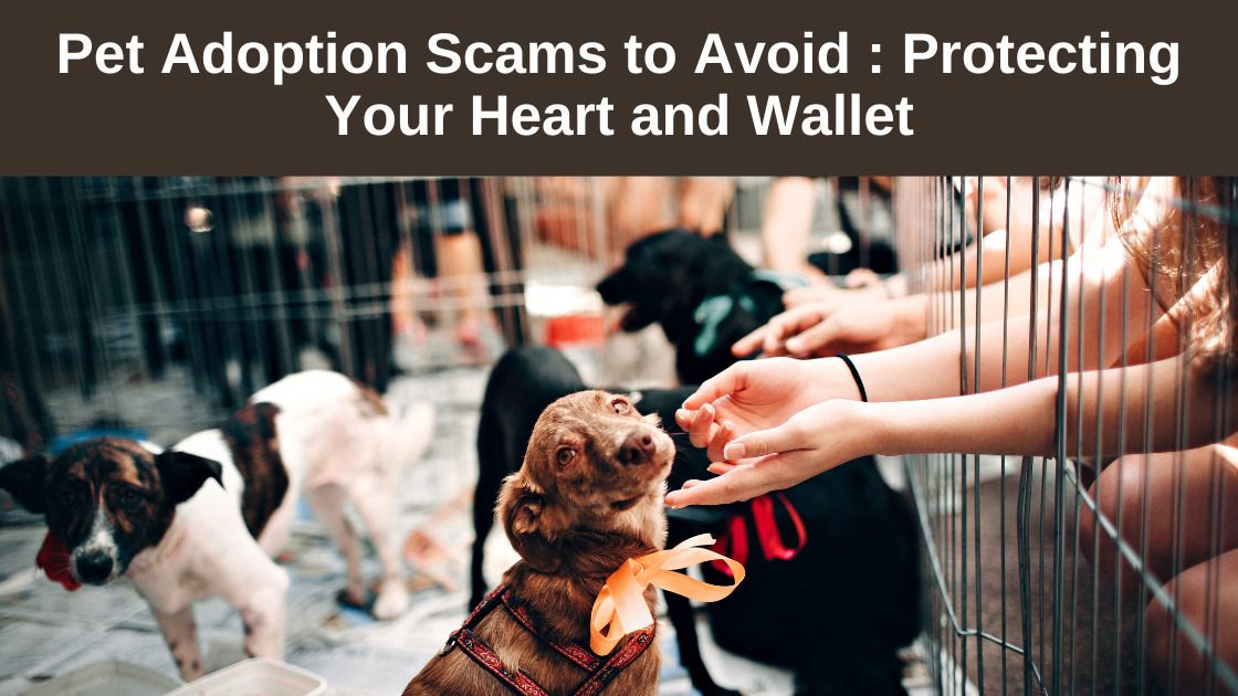 Pet-Adoption-Scams to-Avoid-Protecting Your-Heart-and- Wallet