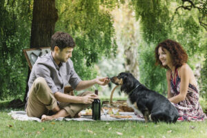 Pet-Friendly-Picnic-Basket