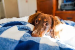 Cozy-Blankets-and-Sheets