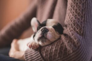 Health Issues of Small Dog Breeds 