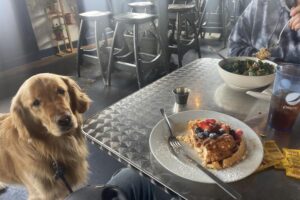 policies-pet-friendly-restaurant