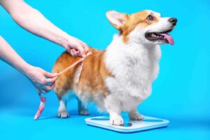 pet-controlling-weight