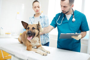 pet-checkup