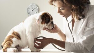 Veterinary-Examining