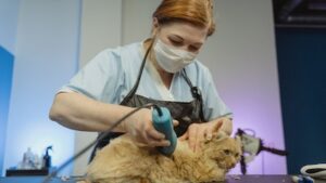 pet-haircut