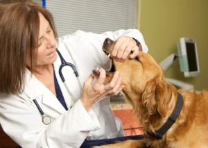 Choking and Breathing Difficulties in dogs