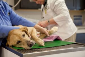 veterinary-diagnostics