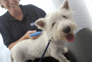 Pet-Microchipping-Work