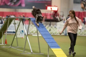 Steps to Signing Up for Dog Agility Competitions