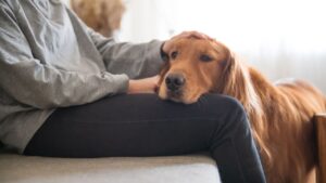 Stages of Grieving-The-Loss-of-a-Pet