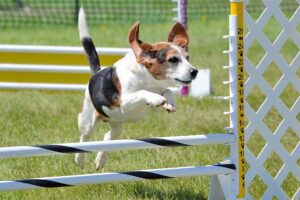 Important Dog Agility Training Tips for Getting Started