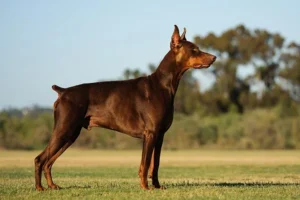 Doberman-Pinscher