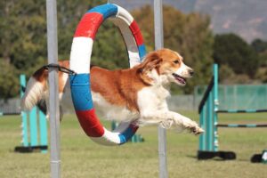 Important Training Equipments for Dog Agility Training