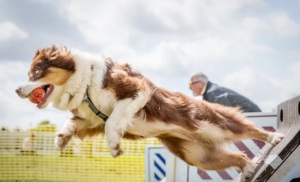 Flyball-Game